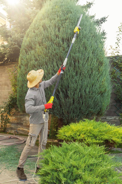 Best Tree Removal Services  in Smithville, MO